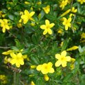 Jasminum fruticans P2A